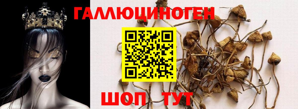 Волгоград  Псилоцибиновые грибы Cubensis  хочу   Вход с VPN 